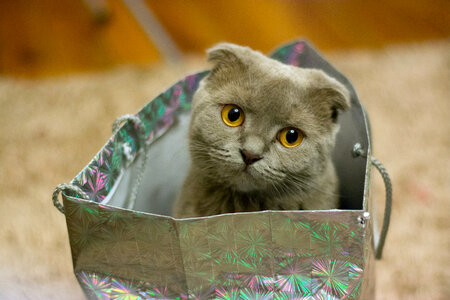 Kitten in a bag photo