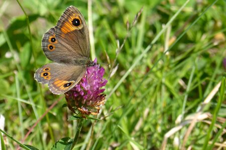 Lasiommata maera red clover wing top