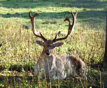 Antler autumn wild