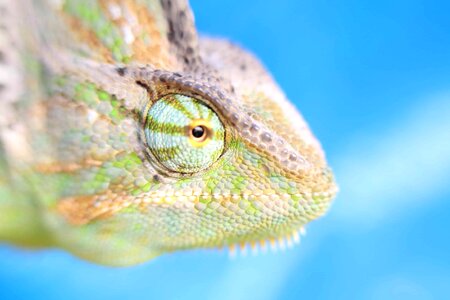 Animal biology camouflage