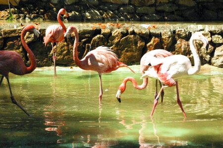 Bird flamingo 