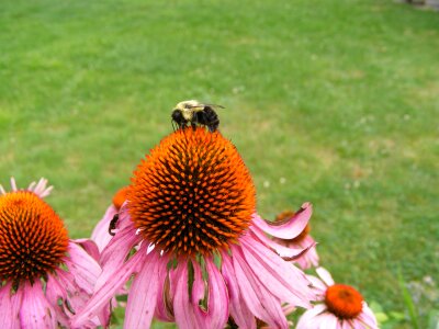 Nectar nature garden