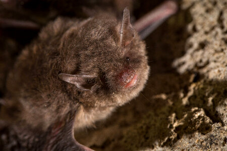 Indiana bat-1