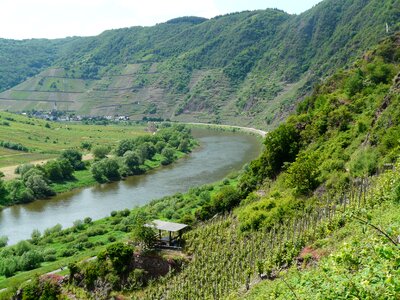 Wine steep location mosel photo