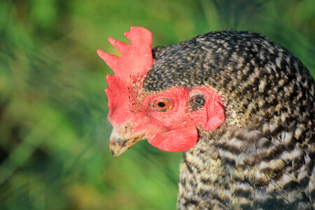 Maran chicken in detail