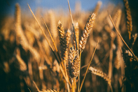 Wheat Field