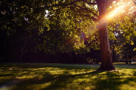 Tree sun budapest