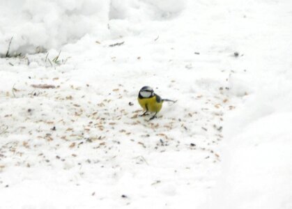 Blue blue tit eat