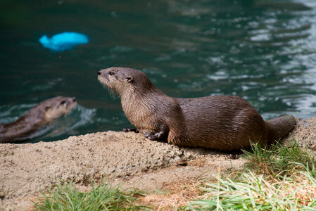 American river otter