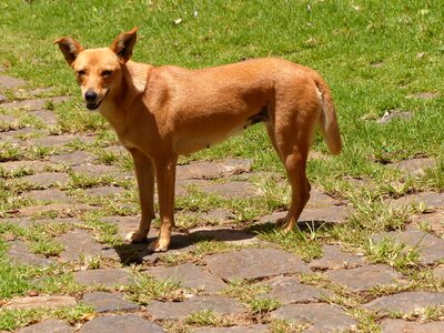 Pet brown canine