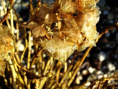 Faded brown cold