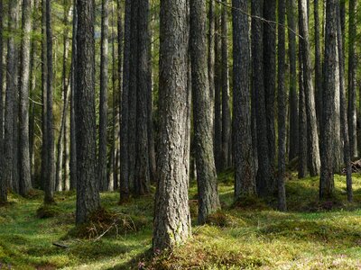 Tree trunks strains fairy tale forest photo