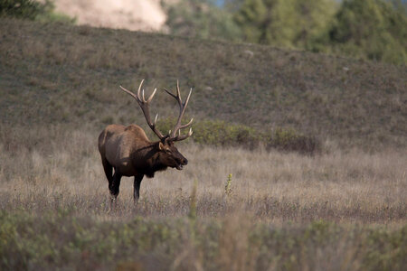 Bull Elk bugles photo