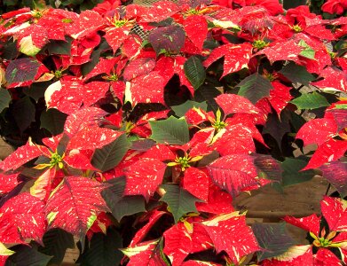 Scarlet leaves plant