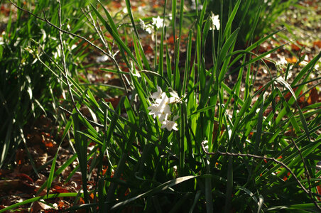 1 Narcissus