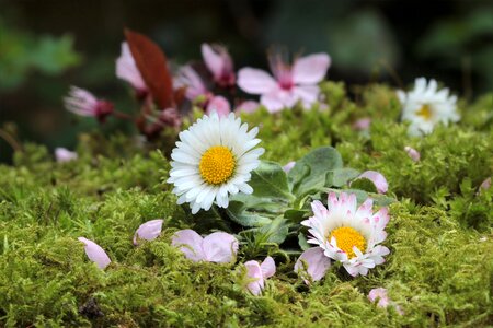 Daisy spring garden
