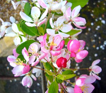 Spring flowering tree bloom