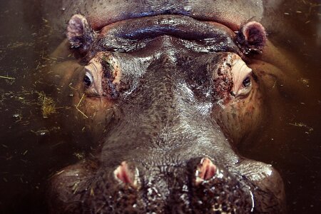 Wildlife safari africa