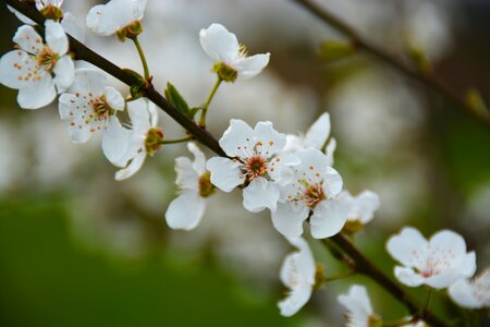 Erik flower spring photo