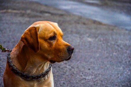 Beautiful Photo canine dog