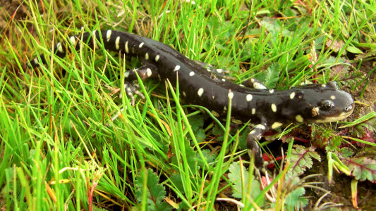 California Tiger Salamander-2