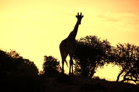 Africa silhouette shadow