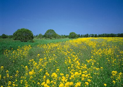 Yellow flowers and blue sky with clouds photo