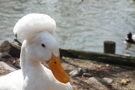 Iroquois bird duck bird