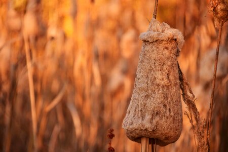 Autumn autumn season brown