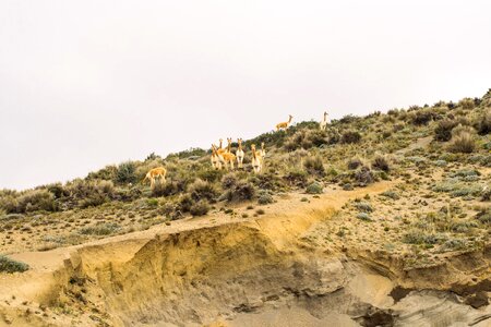 Alpaca animal desert