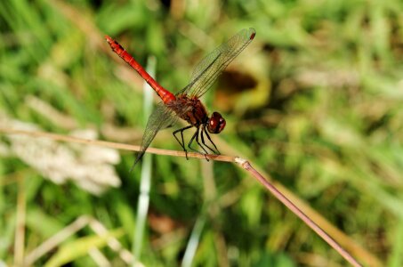 Ruddy Darter dragonfly photo