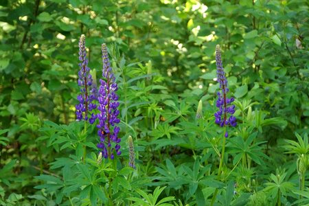 Lilac flower ornamental plants feral