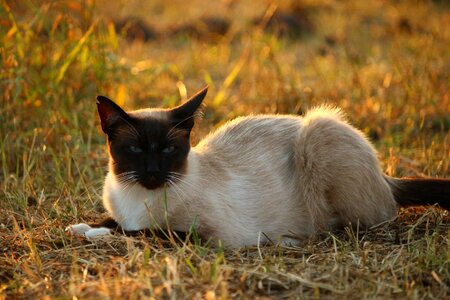 Animal cat claw photo