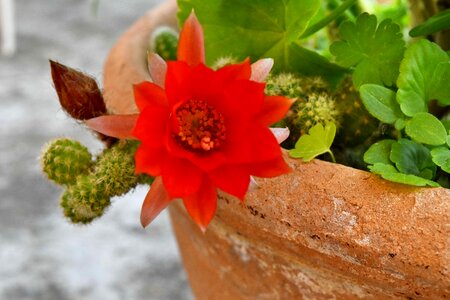 Cactus flower flowerpot photo