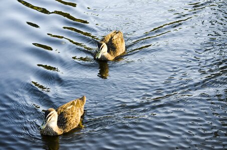 Waterfowl poultry avian