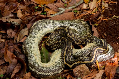 Animal biology brown photo