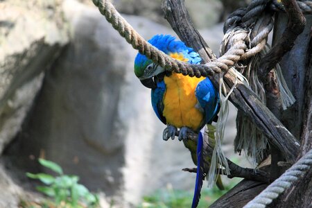 Animals zoo birds