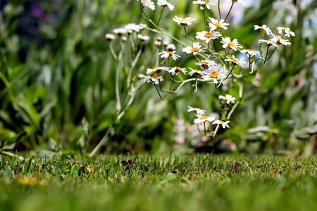 Beautiful Flowers blooming blossom photo