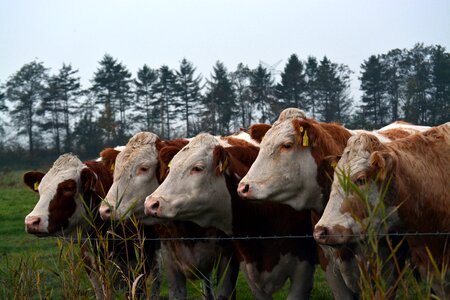 Beef cow pasture