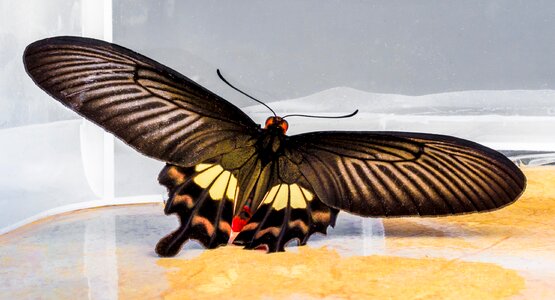 Butterfly insect Free photos