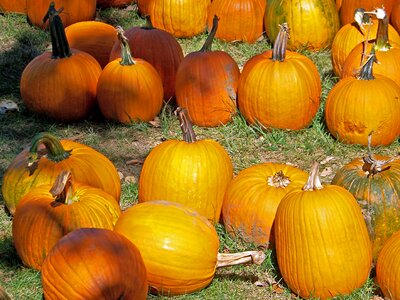 Colour food harvest