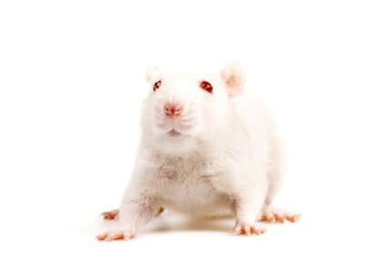 White mouse on white background photo