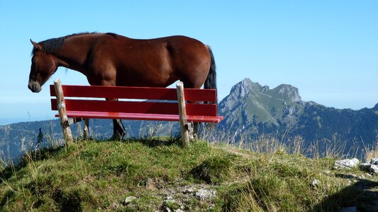 Bank horse view photo