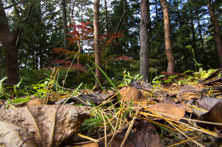 2  leaf fall