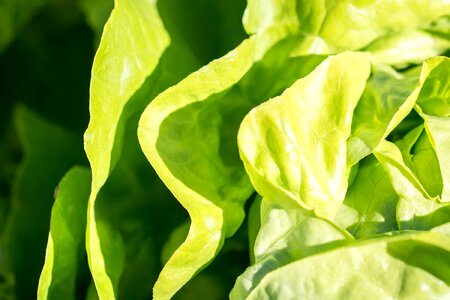 Agriculture crops fresh