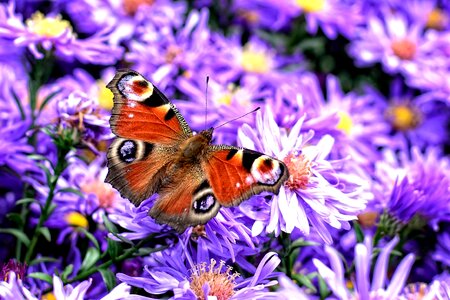 Edelfalter herbstastern aster dumosus photo