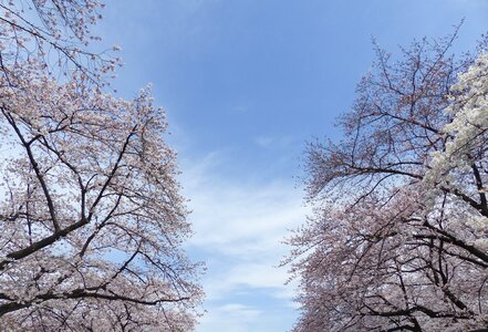 Nature flower tree photo