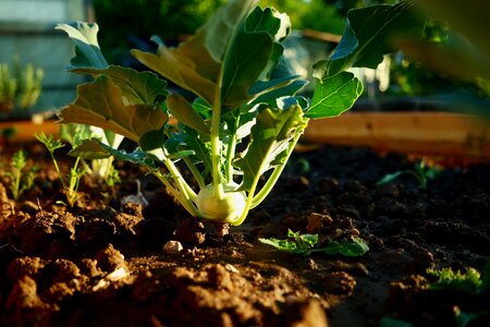 Nursery gardeners would look like