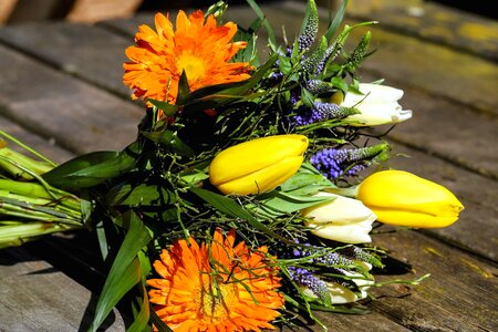 Beautiful Flowers bloom blooming