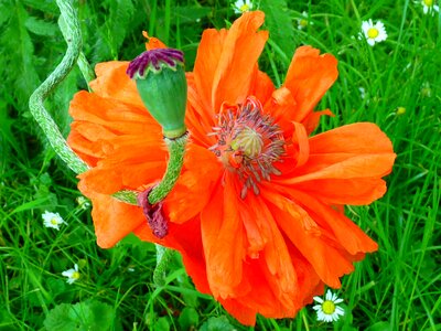 Red orange boll photo